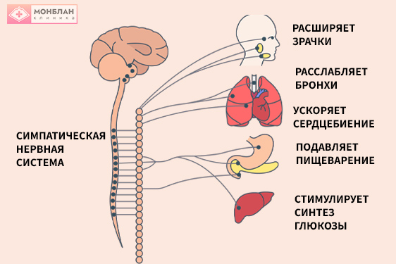 Симпатическая нервная система Влияние симпатической нервной системы (инфографика)